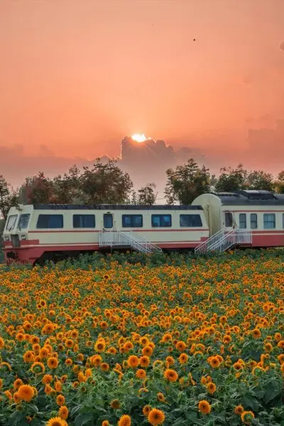 Vườn hoa hướng dương 6