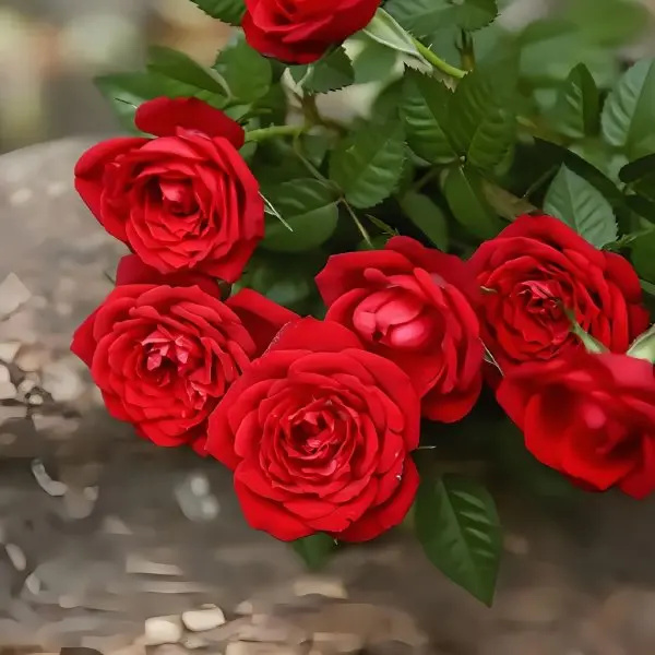 Hoa hồng đỏ Pháp 6