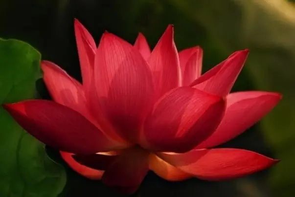 Hình ảnh hoa Sen đỏ 7