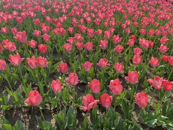 Hình ảnh vườn hoa Tulip hồng ở Hà Lan 2