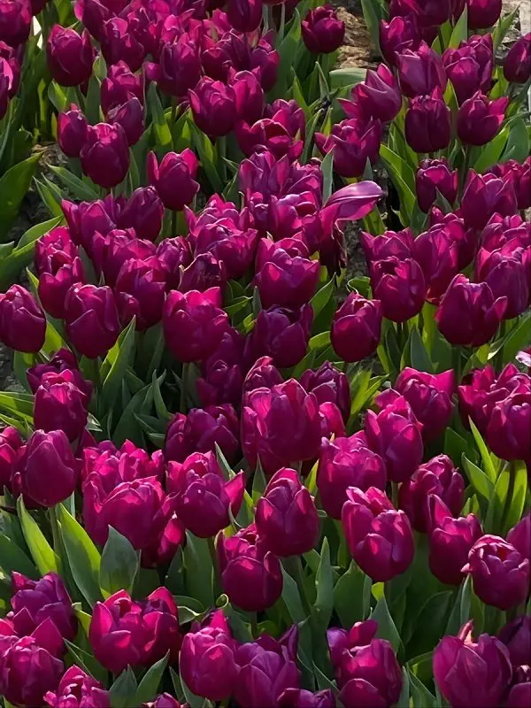Hình ảnh vườn hoa Tulip hồng ở Hà Lan 6