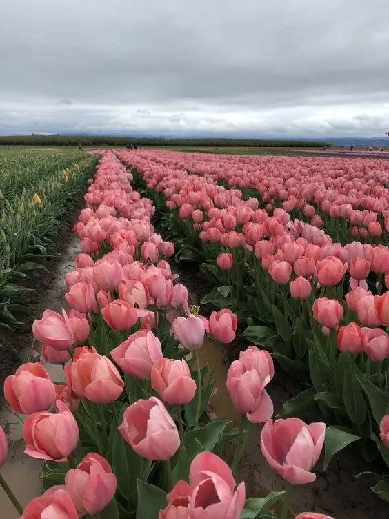 Hình ảnh cánh đồng hoa Tulip hồng ở Hà Lan và Việt Nam 2