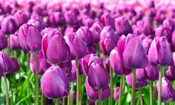 Hình ảnh vườn hoa Tulip tím huyền bí 6