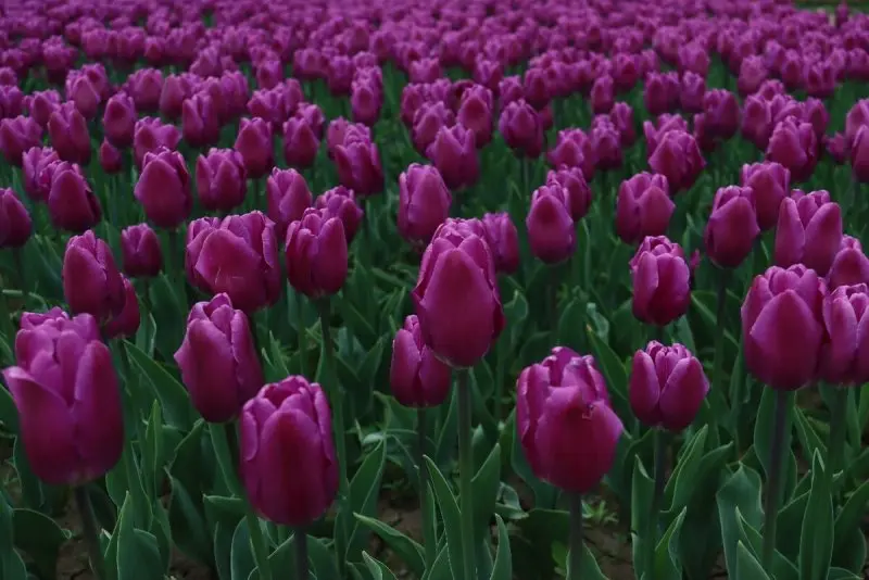 Hình nền hoa Tulip tím cute cho điện thoại, máy tính 2