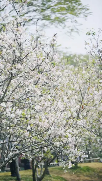 Hoa anh đào trắng 17