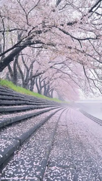 Hoa anh đào rơi 12