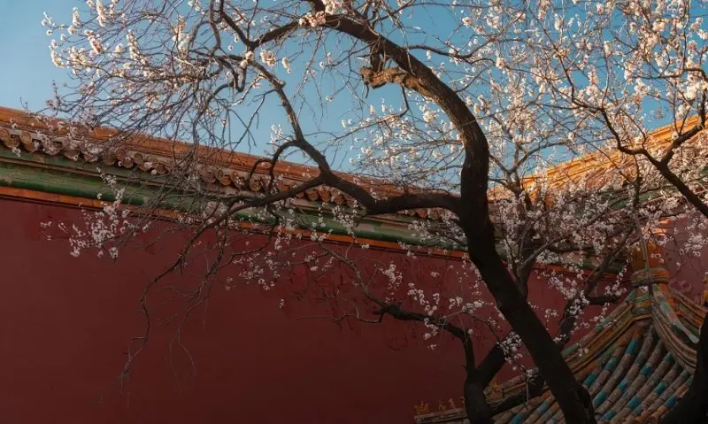 Hoa mai trắng Trung Quốc 4