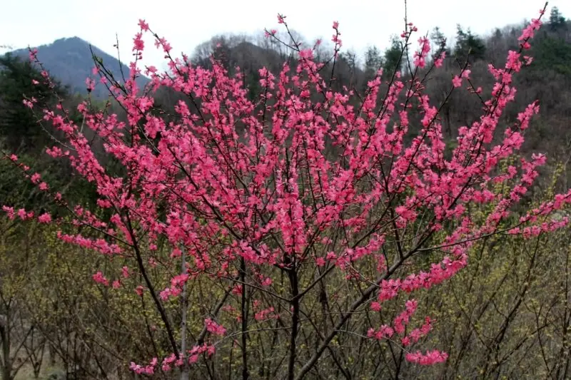 Hoa đào rừng 16