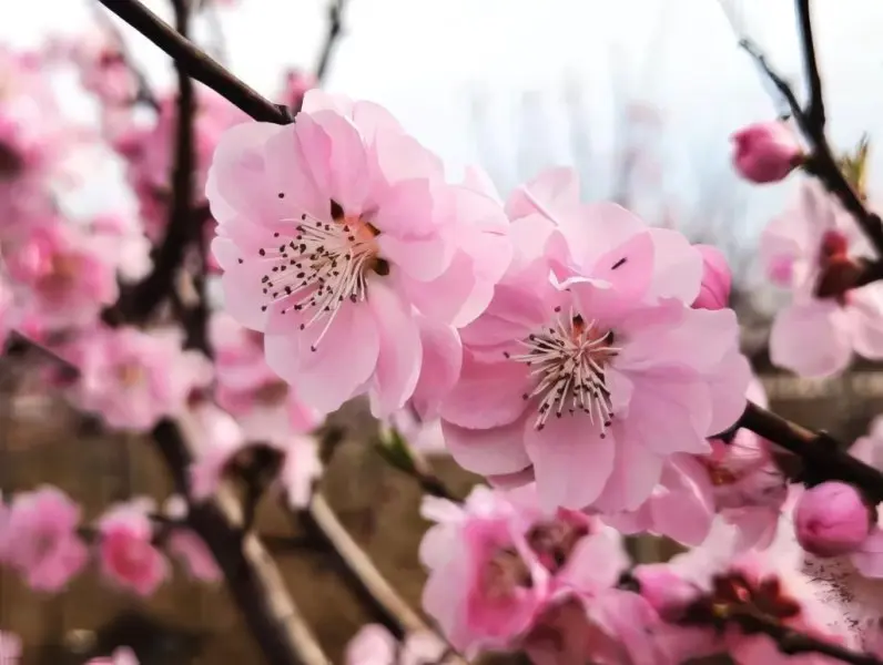 Hoa đào rừng 5