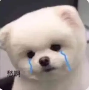 Meme chó khóc 6