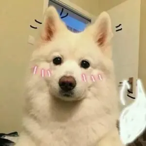 Meme chó cute 2