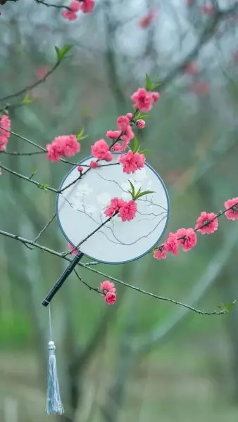 Hoa đào đỏ 16
