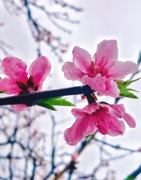 Hoa đào đỏ 6