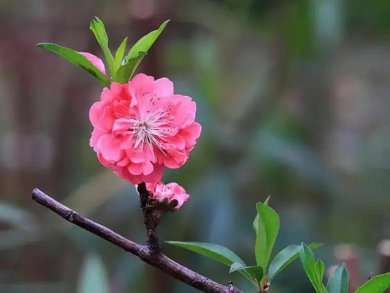 Hoa đào đỏ 7