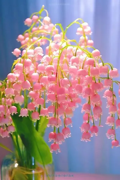 Hoa linh lan hồng 13