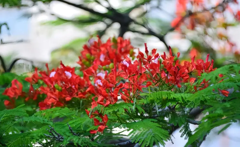 Hoa phượng đỏ 11