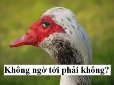 Meme bất ngờ chưa 6
