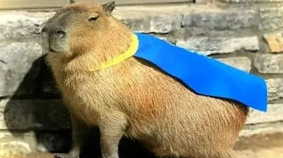 Meme capybara 11