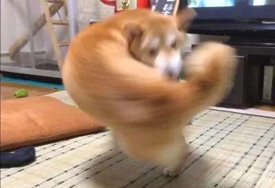 Meme cheems cơ bắp 8