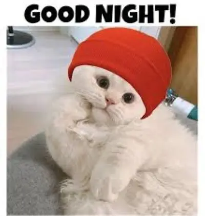 Meme mèo chúc ngủ ngon 1