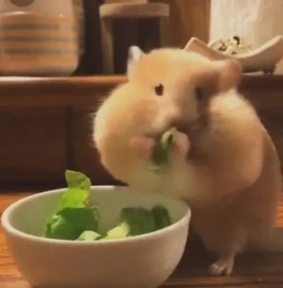 Meme chuột hamster 16