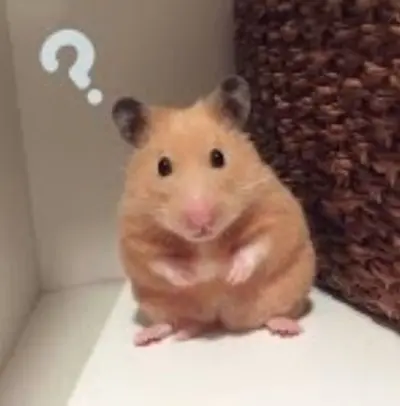 Meme chuột hamster 18