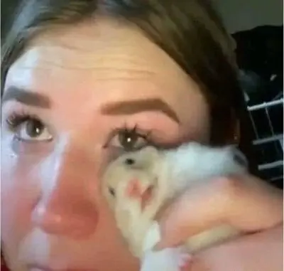 Meme chuột hamster 4