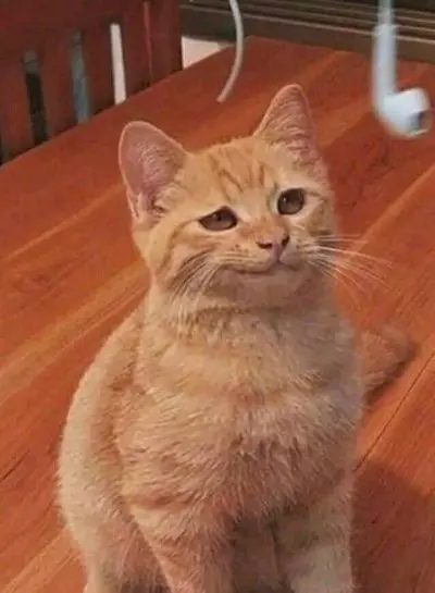 Meme cười khinh 4