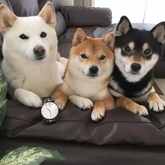 ảnh 3 chú chó 7